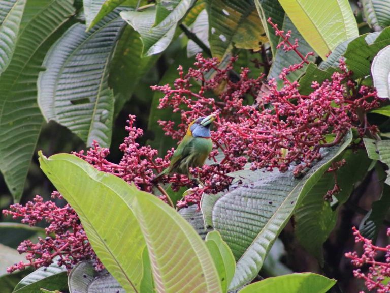 Versicolored Barbet feeding on berries, Peru