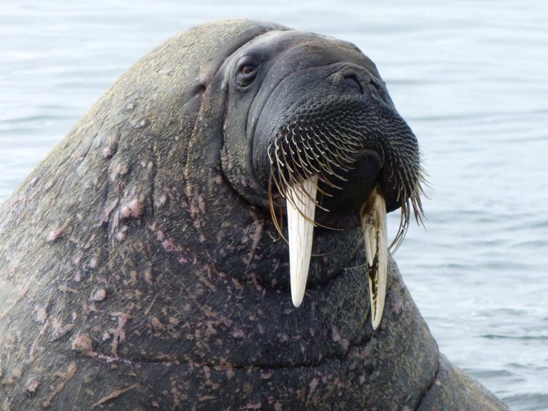 Walrus emerging from the water, Svalbard