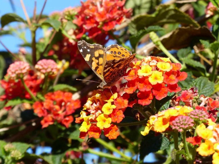 Western Painted Lady feeding on flowers, Chile