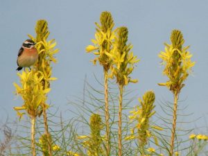 Whinchat perched on yellow flowers, Bulgaria