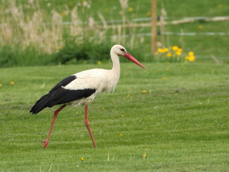White Stork walking through short grassland, Estonia
