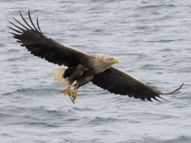 White-tailed Eagle with a freshly-caught fish, Mull