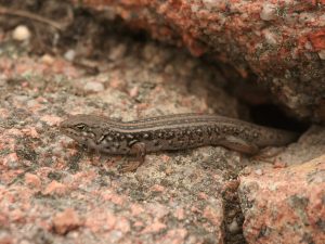 White's Skink emerging from a crack in rocks, Tasmania