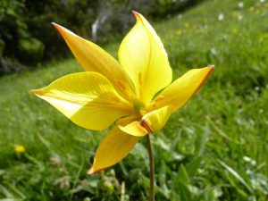 Tulipa sylvestris flower Vercors