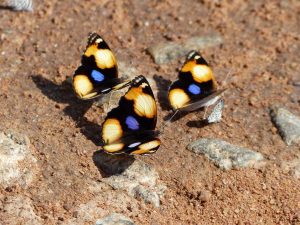 Yellow-Pansy-South-Africa