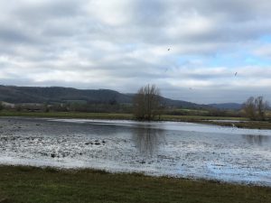 standing water at Amberley Wildbrooks, Sussex