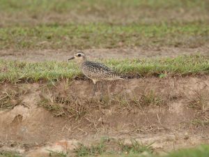 American Golden Plover standing in short grassland, Guyana