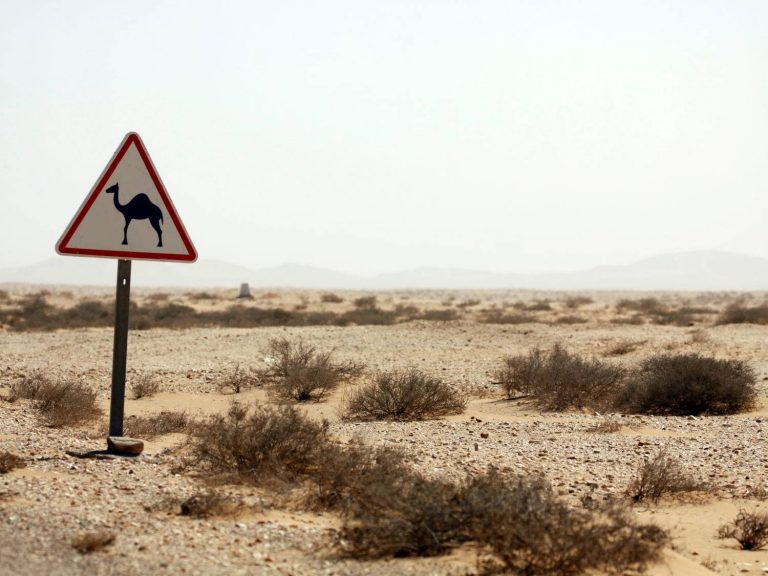 mind the camel road sign on Aousserd Road, Western Sahara