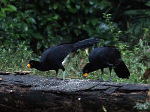 two Black Curassow feeding on seed spread on a log, Guyana