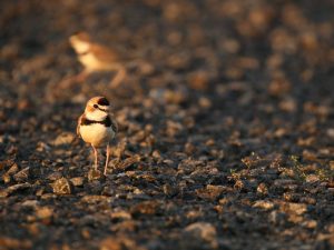 Collared Plover on stony ground, Guyana