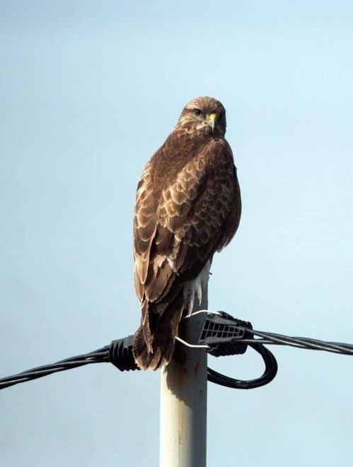 Common Buzzard siting on a telegraph pole in Bourgas, Bulgaria