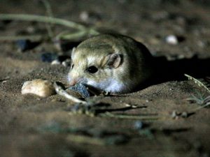 Fat-tailed Gerbil in the desert by torchlight, Western Sahara