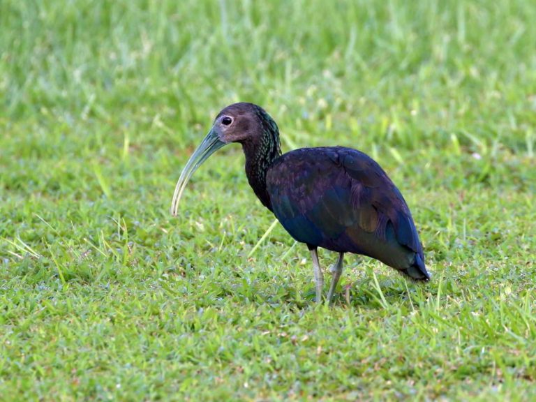 Green Ibis standing in short grassland, Guyana