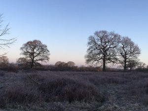 longhorn cattle grazing at Knepp Wildland, Sussex