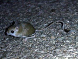 Lesser Egyptian Jerboa crossing the road by torchlight, Western Sahara