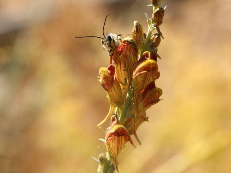Long-horned Bee on Linaria ventricosa, Morocco
