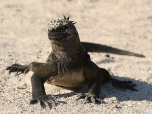 Marine Iguana ssp. cristatus on sandy ground, Galapagos