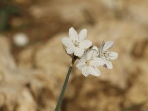 Narcissus broussonetii flowers, Morocco