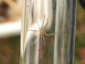 Micrommata virescens in a glass tube, Sussex