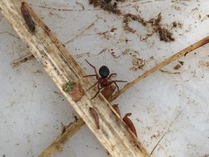 Hypselistes jacksoni on a dead stem, Sussex