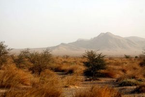 semi-desert at Oued Jenna, Western Sahara
