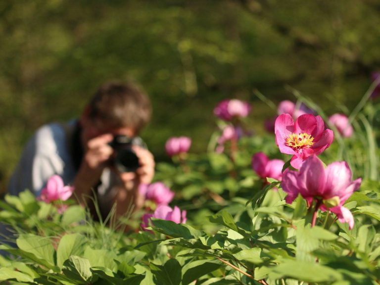 Kieron Huston photographing Paeonia mascula flowers, Gargano