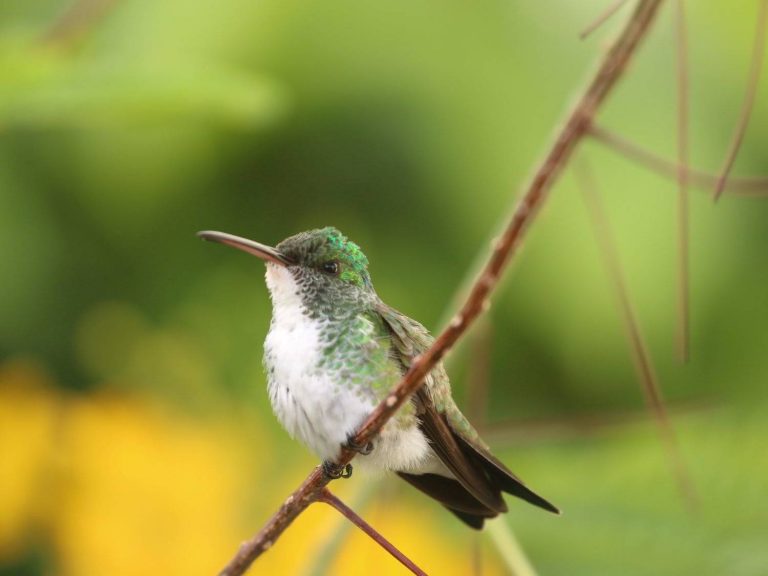 Plain-bellied Emerald perched on a twig, Guyana