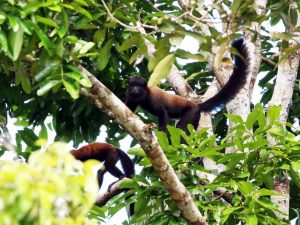 Red-backed Bearded Saki in a tree, Guyana