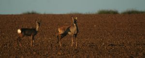 two Roe Deer in a ploughed field, Flamborough Head, Yorkshire