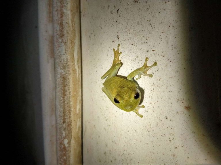 Rough-skinned Green Tree Frog on a wall by torchlight, Guyana