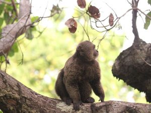 Wedge-capped Capuchin on a branch, Guyana