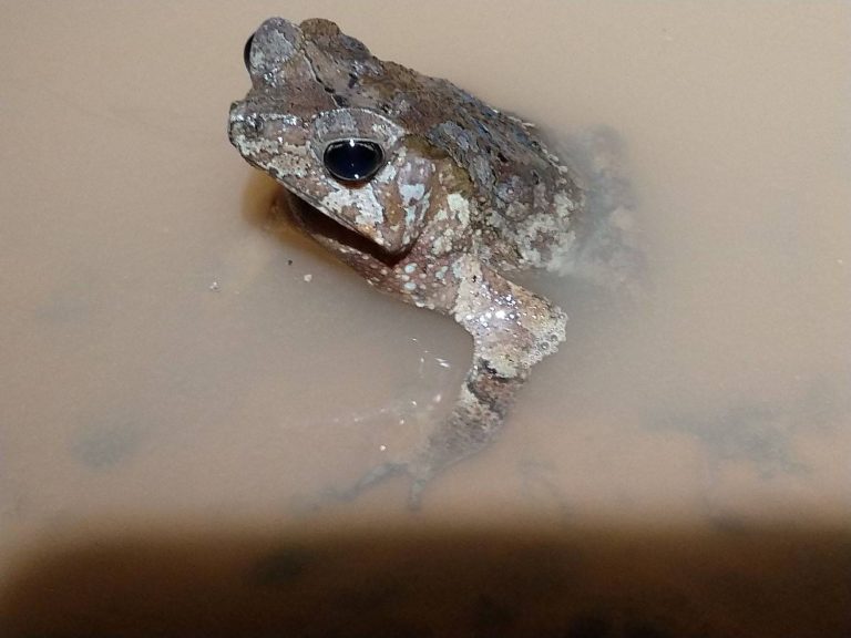 Werner's Toad crouched in shallow water, Guyana