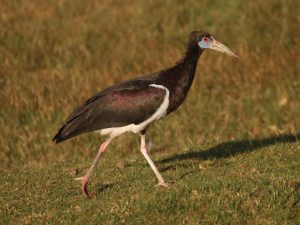 Abdim's Stork walking through short grassland, Ethiopia