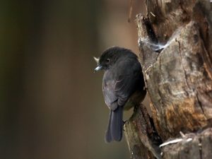Abyssinian Slaty Flycatcher perched on a stump, Ethiopia