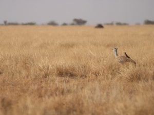 Arabian Bustard and hitchhiker in savannah, Ethiopia