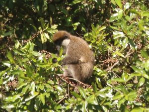 Bale Monkey sitting in a tree, Ethiopia