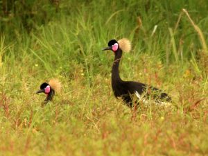 two Black Crowned Cranes standing in vegetation, Ethiopia
