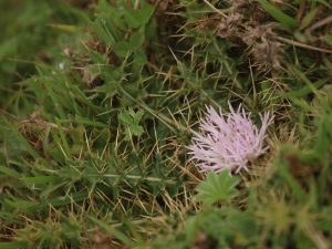 Carduus macranthus flower, Ethiopia