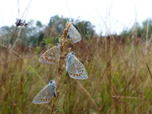 Common Blue butterflies roosting on grass, Sussex