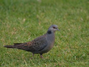 Dusky Turtle Dove walking on short grassland, Ethiopia