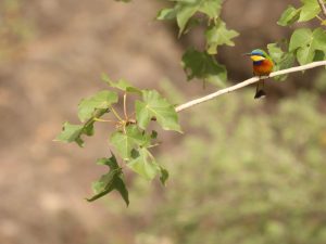 Ethiopian Bee-eater perched on a stem, Ethiopia