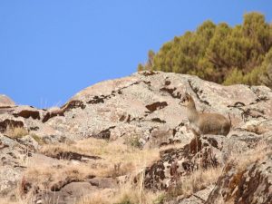 Ethiopian Klipspringer standing on a rocky outcrop, Ethiopia