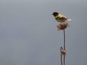 Ethiopian Siskin perched on a seed head, Ethiopia