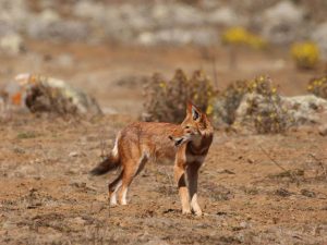 Ethiopian Wolf standing in short grassland, Ethiopia