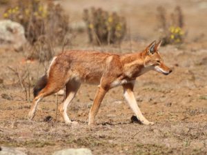 Ethiopian Wolf walking over short grassland, Ethiopia