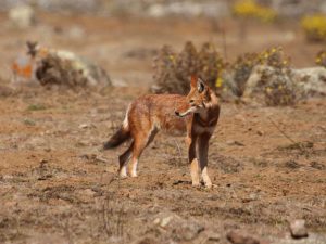 Ethiopian Wolf standing in short grassland, Ethiopia