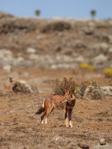 Ethiopian Wolf standing in short grassland, Ethiopia