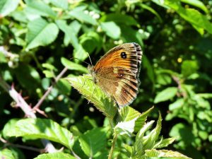 Gatekeeper sitting on a Bramble leaf, Sussex