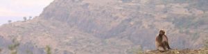 Gelada Baboon on a rocky edge, Ethiopia