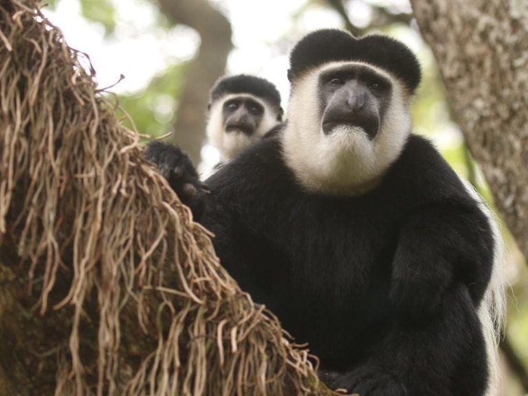 two Guereza Colobus sitting in a tree, Ethiopia